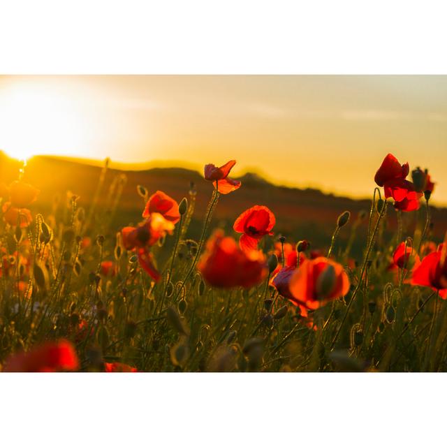 Poppy Field by Traceya Photos - Wrapped Canvas Photograph Ebern Designs Size: 51cm H x 76cm W on Productcaster.