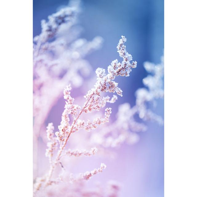 Frost On A Herb At Sunrise by 5ugarless - Wrapped Canvas Art Prints Marlow Home Co. Size: 30cm H x 20cm W on Productcaster.