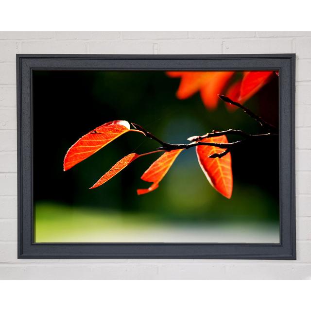 Orange Leaves in Sunlight - Single Picture Frame Art Prints Ebern Designs Size: 84.1cm H x 118.9cm W on Productcaster.