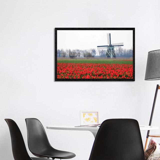 Niederlande, Alte hölzerne Windmühle in einem Feld mit roten Tulpen von Hollice Looney - Galerie-umwickelte Leinwand Giclée auf Leinwand Brambly Cotta on Productcaster.