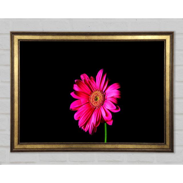 Hot Pink Gerber Daisy - Print Ebern Designs Size: 42cm H x 59.7cm W x 1.5cm D on Productcaster.