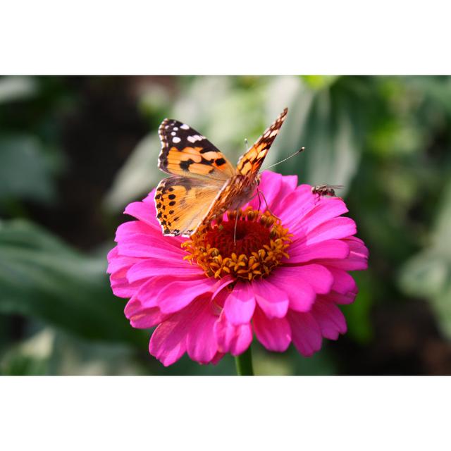 Newfields Butterfly - Wrapped Canvas Print Latitude Run Size: 20cm H x 30cm W x 3.8cm D on Productcaster.