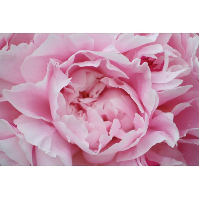 Peonies by CameronGallant - Wrapped Canvas Print Fairmont Park Size: 61cm H x 91cm W on Productcaster.