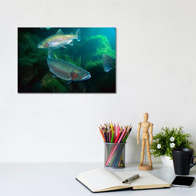 Rainbow Trout Pair Underwater in Utah by Michael Durham - Wrapped Canvas Graphic Art House of Hampton Size: 20.32cm H x 30.48cm W x 1.9cm D on Productcaster.