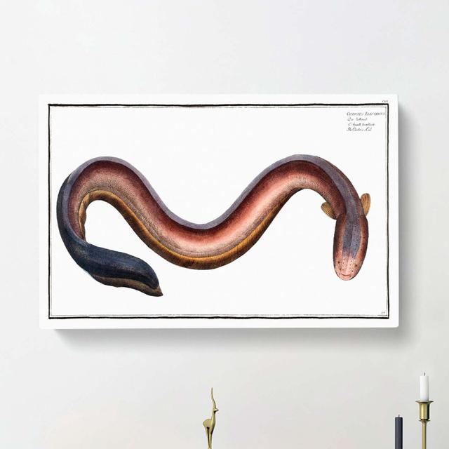 Electric-Eel by M.E. Bloch - Wrapped Canvas Painting Print East Urban Home Size: 40cm H x 60cm W x 3cm D on Productcaster.