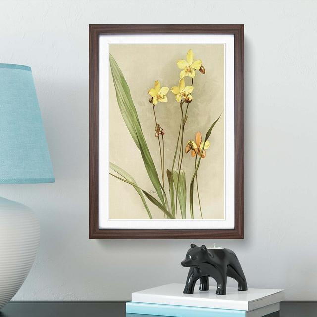 Magnolia Flowers Illustration Tab. 88 by Frederick Sander - Picture Frame Painting Print East Urban Home Size: 60cm H x 40cm W x 2cm D, Frame Option: on Productcaster.