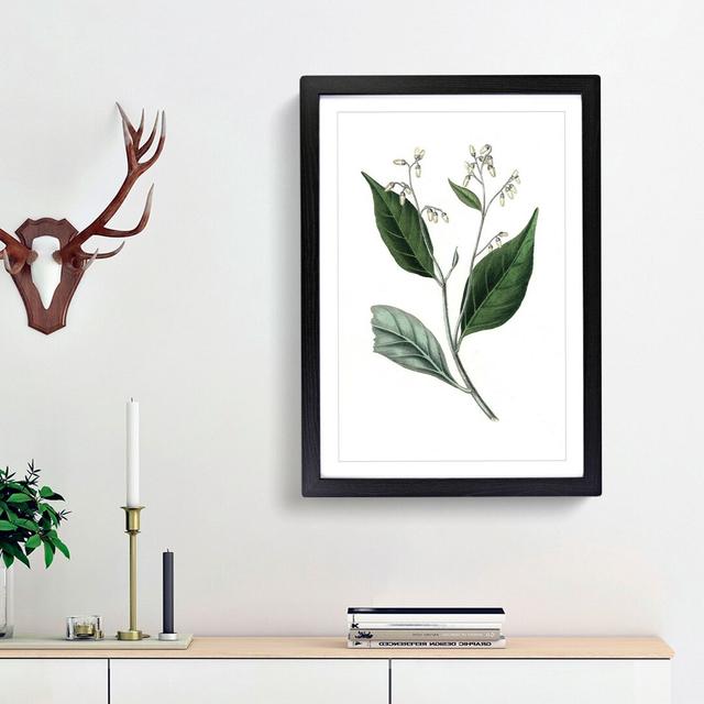 Gum Benjamin Tree Illustration - Picture Frame Painting Print East Urban Home Frame Option: Black Framed, Size: 48cm H x 36cm W x 2cm D on Productcaster.