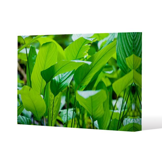 Green Leaf Background Abstract Of Nature Canvas Print Andrew Lee on Productcaster.