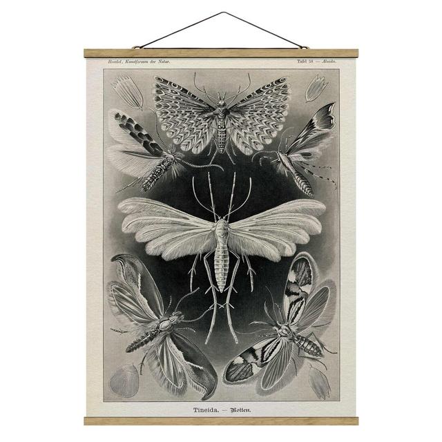 Vintage Educational Board Moths and Butterflies - Unframed Painting August Grove Size: 133.5cm H x 100cm W x 0.3cm D on Productcaster.