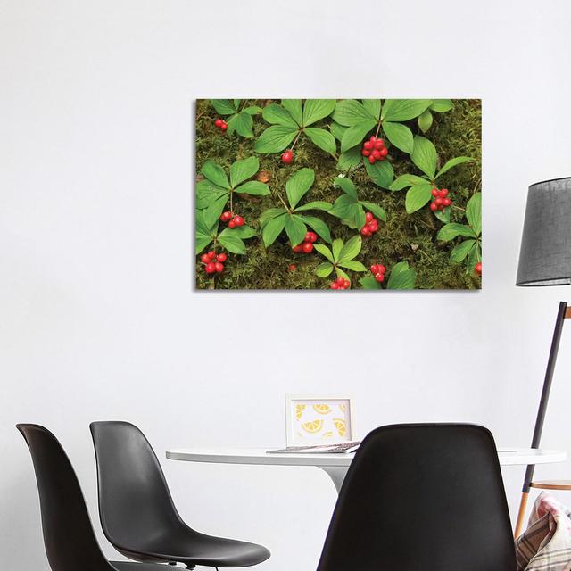 Bunchberry Growing Amid Sphagnum Moss, North America by Tim Fitzharris - Gallery-Wrapped Canvas Giclée on Canvas Ebern Designs Format: Wrapped Canvas, on Productcaster.