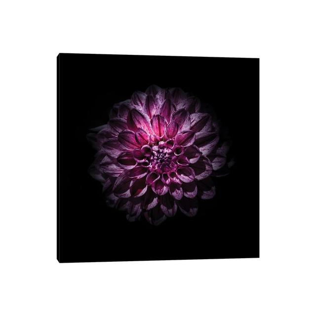 Purple Dahlia by Brian Carson - Wrapped Canvas Graphic Art Ebern Designs Size: 45.72cm H x 45.72cm W x 1.905cm D on Productcaster.