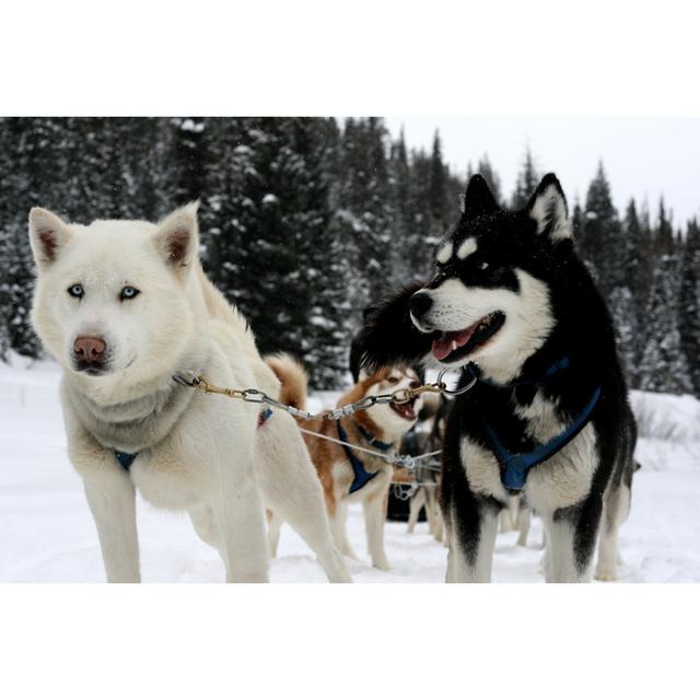 Dog Sledding by Richard Mcmillin - Wrapped Canvas Print Union Rustic Size: 20cm H x 30cm W x 3.8cm D on Productcaster.