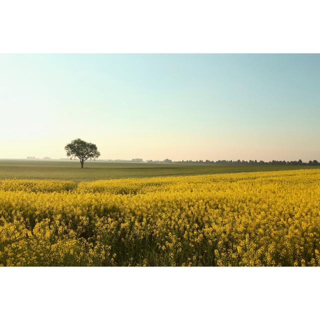 Breneman Rape Field In Morning - Wrapped Canvas Photograph Latitude Run Size: 20cm H x 30cm W x 3.8cm D on Productcaster.