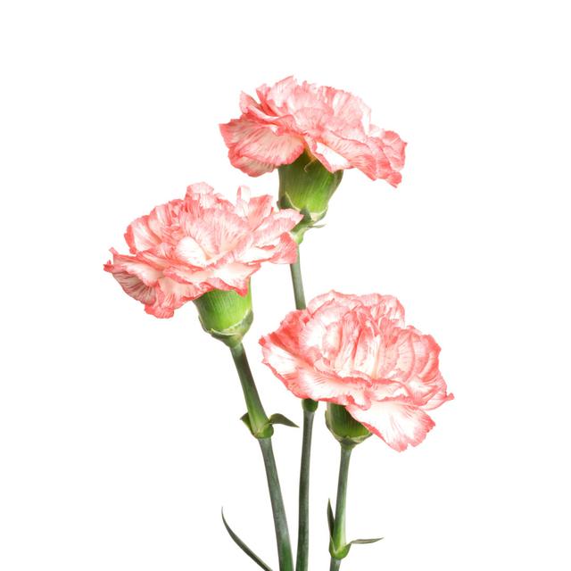 Carnations. by VIDOK - No Frame Art Prints on Canvas 17 Stories Size: 30cm H x 20cm W on Productcaster.