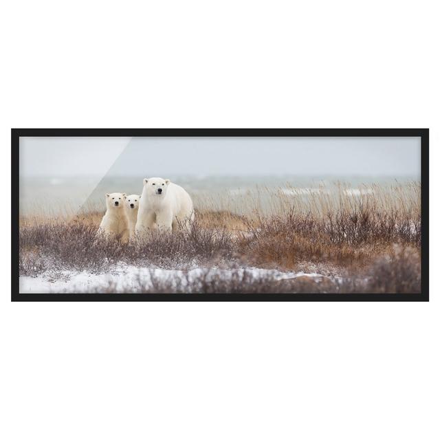 Polar Bear and Her Cubs - Picture Frame Photograph Union Rustic Size: 50cm H x 130cm W x 2cm D, Frame Option: Black Framed on Productcaster.