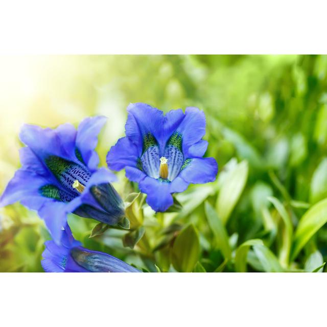 Trumpet Gentiana Flower by Artush - Wrapped Canvas Print 17 Stories Size: 20cm H x 30cm W on Productcaster.