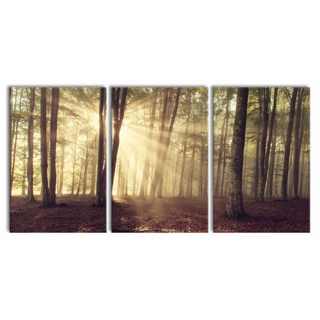 Forest Clearing In The Sunshine - 3 Piece Wrapped Canvas Print East Urban Home Size: 240 cm H x 120 cm W on Productcaster.