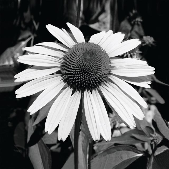 Black and White Sunny Flower - Wrapped Canvas Photograph ClassicLiving Size: 91cm H x 91cm W x 3.8cm D on Productcaster.