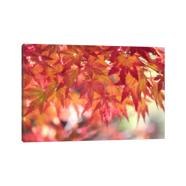 Curtain of Autumn Leaves by Philippe Sainte-Laudy - Wrapped Canvas Photograph Latitude Run Size: 20.32cm H x 30.48cm W x 1.91cm D on Productcaster.