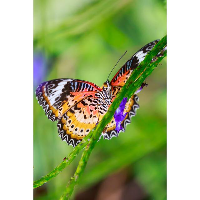 Osoba Red Lacewing - Wrapped Canvas Print 17 Stories Size: 91cm H x 61cm W x 3.8cm D on Productcaster.