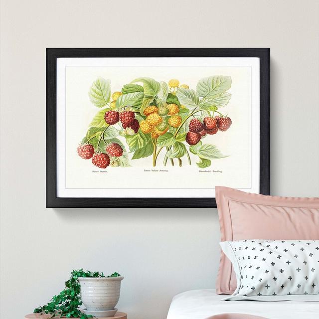 Vintage Illustration of Raspberries - Picture Frame Painting Print East Urban Home Size: 60cm H x 91cm W x 2cm D, Frame Option: Black on Productcaster.