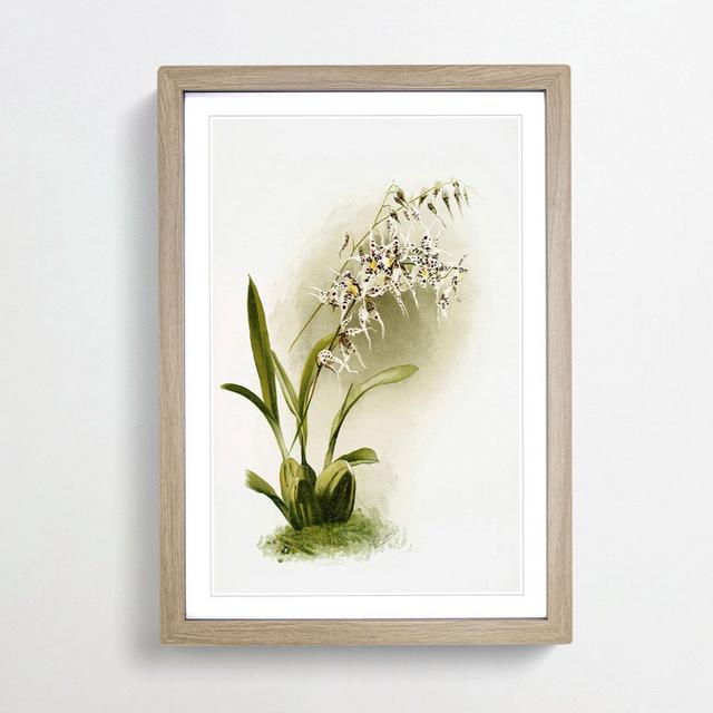 Magnolia Flowers Illustration Tab. 44 by Frederick Sander - Picture Frame Painting Print East Urban Home Size: 50cm H x 35cm W x 2cm D, Frame Option: on Productcaster.