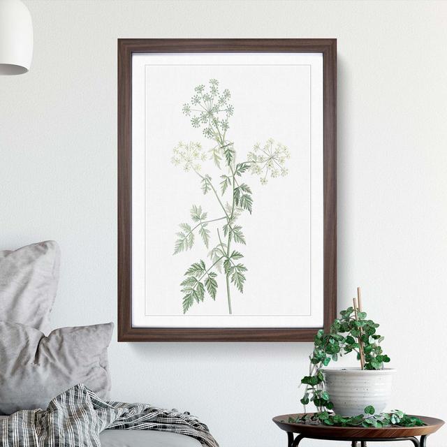 Hemlock Flowers by Pierre-Joseph Redoute - Picture Frame Painting Print East Urban Home Size: 36cm H x 27cm W x 2cm D, Frame Option: Walnut Framed on Productcaster.