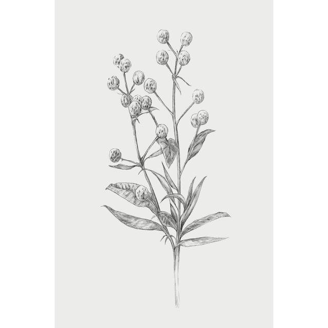 Wild Stem I by Annie Warren - Wrapped Canvas Print Marlow Home Co. Size: 30cm H x 20cm W on Productcaster.