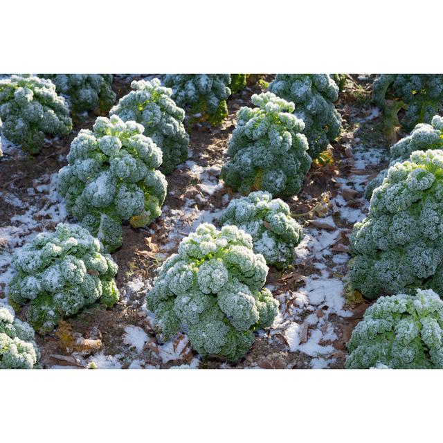 Frosted Kale Extends The Taste by Beeldbewerking - No Frame Art Prints on Canvas 17 Stories Size: 60cm H x 40cm W on Productcaster.