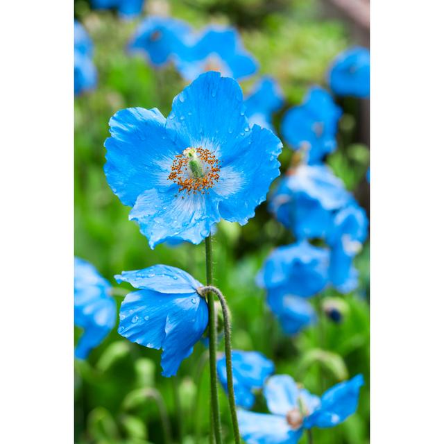 Meconopsis Blue Poppy by Lucentius - No Frame Print on Canvas 17 Stories Size: 46cm H x 30cm W on Productcaster.