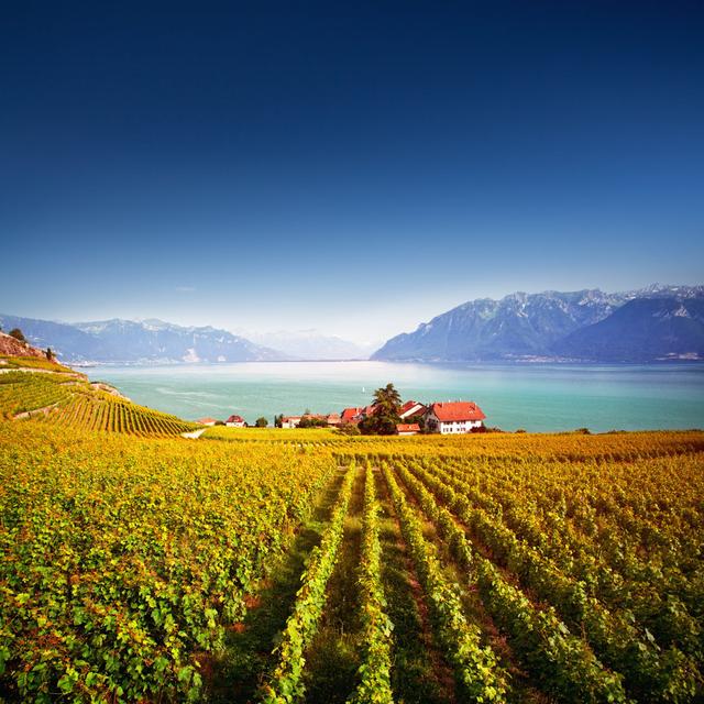 Lavaux Vineyards by Antares71 - Print 17 Stories Size: 40cm H x 40cm W on Productcaster.