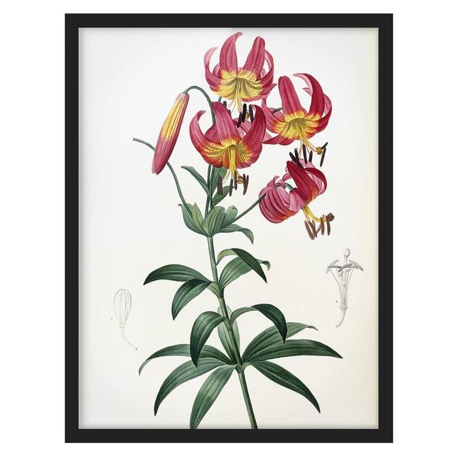 Turk's Crescent Lily - Picture Frame Painting Rosalind Wheeler Framed Option: Black Framed, Size: 40cm H x 30cm W x 2cm D on Productcaster.