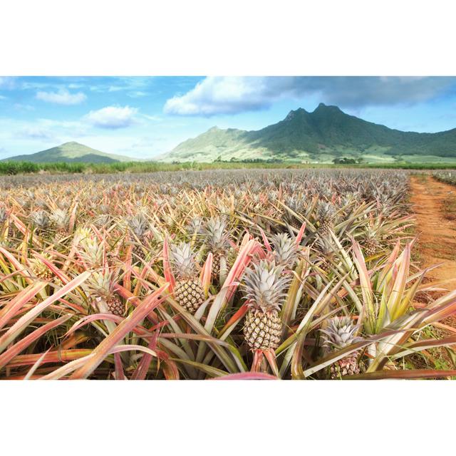 Pineapple Field - Wrapped Canvas Print ClassicLiving Size: 30cm H x 46cm W x 3.8cm D on Productcaster.