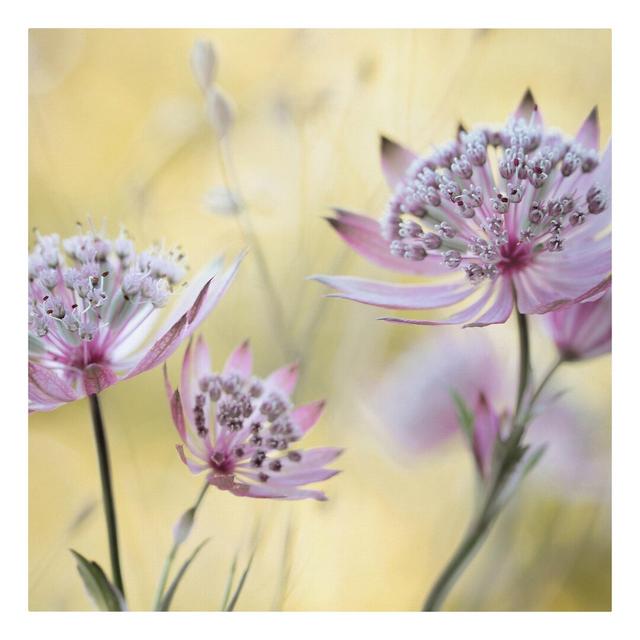 Astrantia Major Wall Art on Canvas Rosalind Wheeler Frame Option: 70cm H x 70cm W on Productcaster.