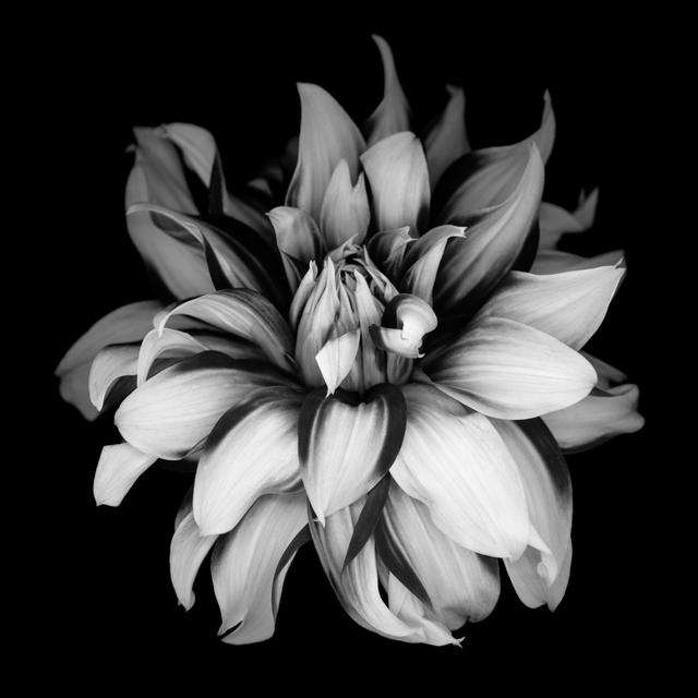 Monochrome Dahlia von OGphoto - Druck 17 Stories Größe: 91 cm H x 91 cm B on Productcaster.