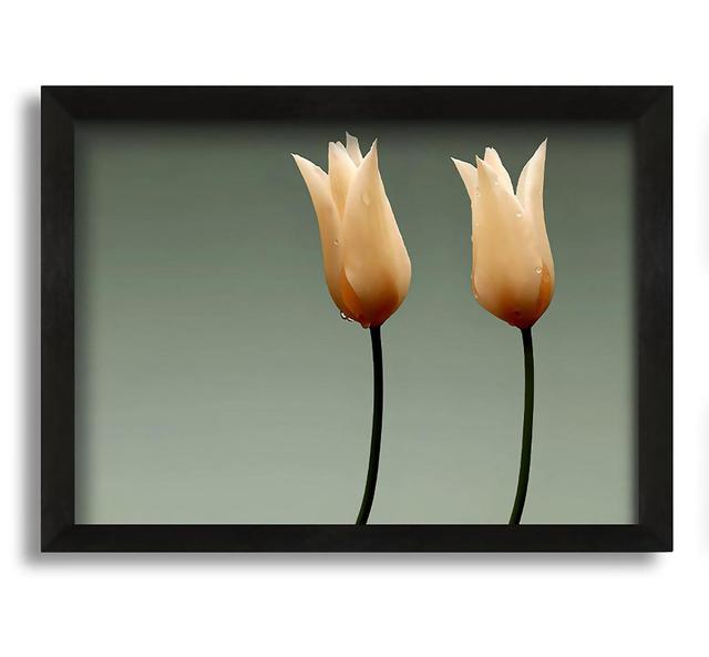 Stunning Cream Tulips - Picture Frame Photograph on Canvas Ebern Designs Size: 60cm H x 84cm W x 10cm D on Productcaster.