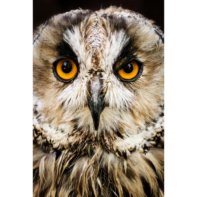 Owl Portrait by Zocha_K - Wrapped Canvas Art Prints Alpen Home Size: 122cm H x 81cm W on Productcaster.