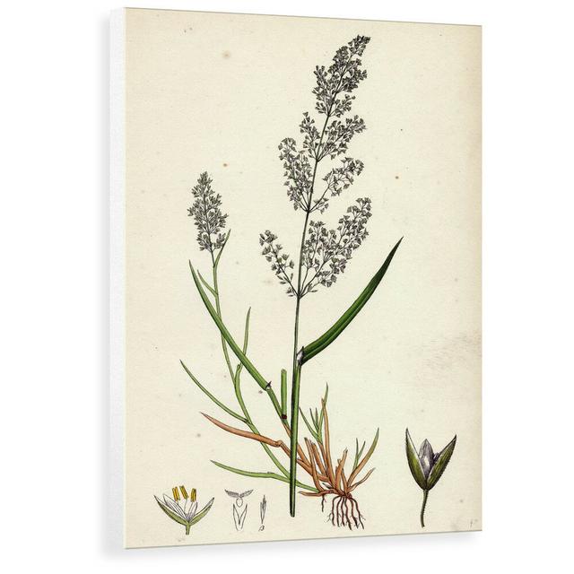 'Agrostis Alba Var. Genuina Marsh Bent-Grass Var. A.' Painting East Urban Home Size: 40 cm H x 27.8 cm W x 3.8 cm D, Format: Wrapped Canvas on Productcaster.