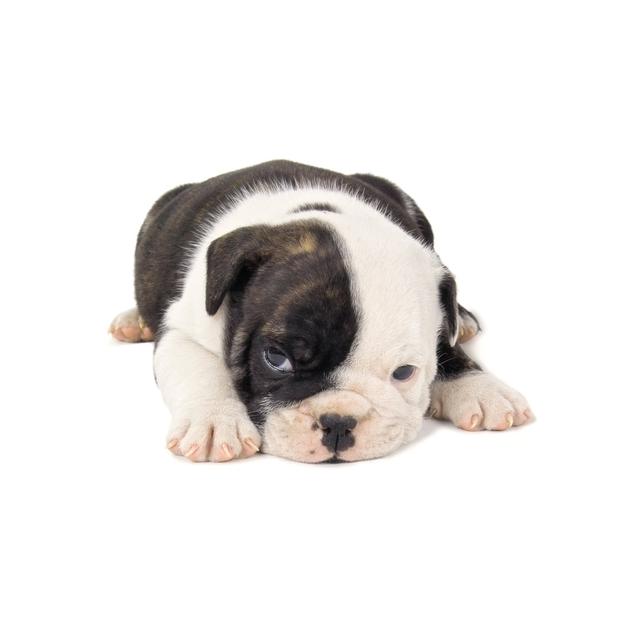 Black And White English Bulldog Puppy by Jhorrocks - No Frame Art Prints on Canvas Latitude Run Size: 20cm H x 30cm W on Productcaster.