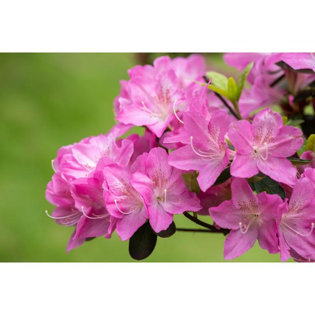 Azalea Flowers In Bloom - Wrapped Canvas Art Prints 17 Stories Size: 51" H x 76" W x 3.8" D on Productcaster.