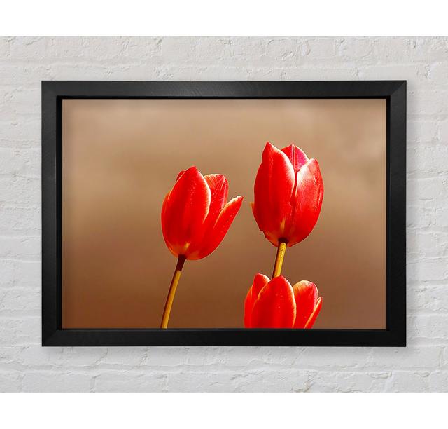 Red Tulip Trio - Single Picture Frame Print Brayden Studio Size: 84.1cm H x 118.9cm W x 3.4cm D, Format: Black Framed Paper on Productcaster.