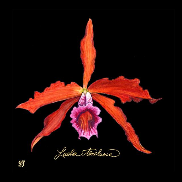 Vivid Orchid II by Ginny Joyner - Wrapped Canvas Art Prints Rosalind Wheeler Size: 122cm H x 122cm W x 3.8cm D on Productcaster.