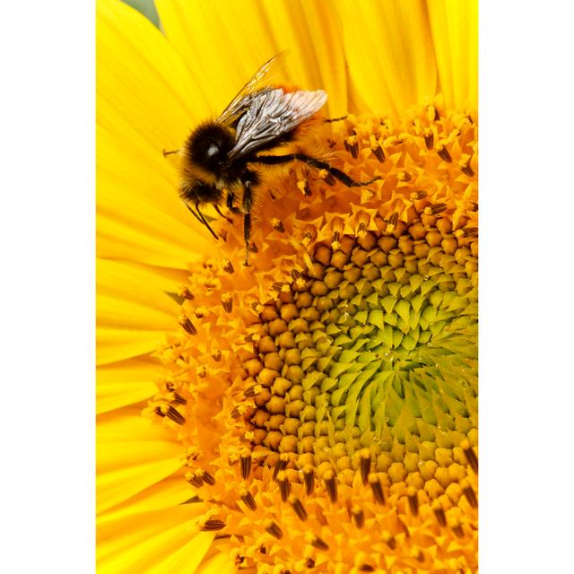 Quidong Bee On Sunflower by PaulMaguire - Wrapped Canvas Photograph 17 Stories Size: 76cm H x 51cm W x 3.8cm D on Productcaster.