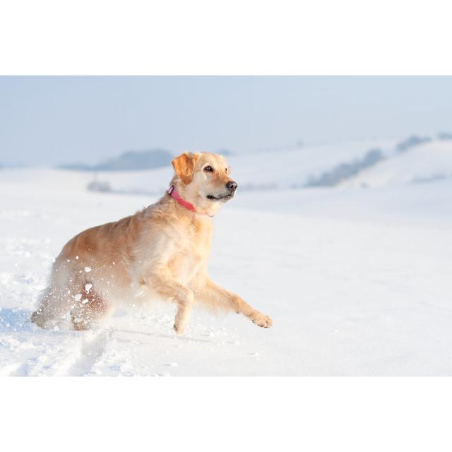 Playful Golden Retriever by PK-Photos - No Frame Art Prints on Canvas Ebern Designs Size: 30cm H x 46cm W on Productcaster.