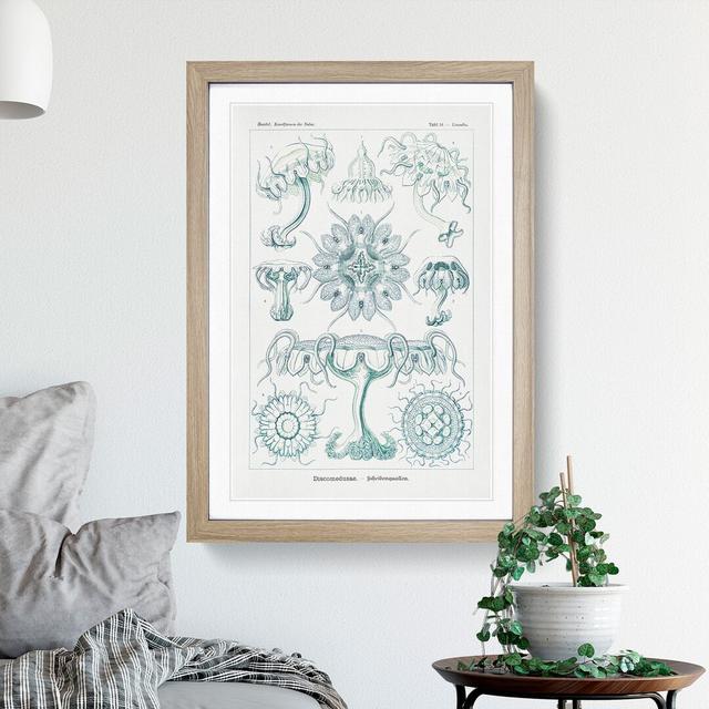 Discomedusae Jellyfish Vol.5 by Ernst Haeckel - Picture Frame Painting East Urban Home Frame Option: Oak Framed, Size: 65cm H x 48cm W x 2cm D on Productcaster.