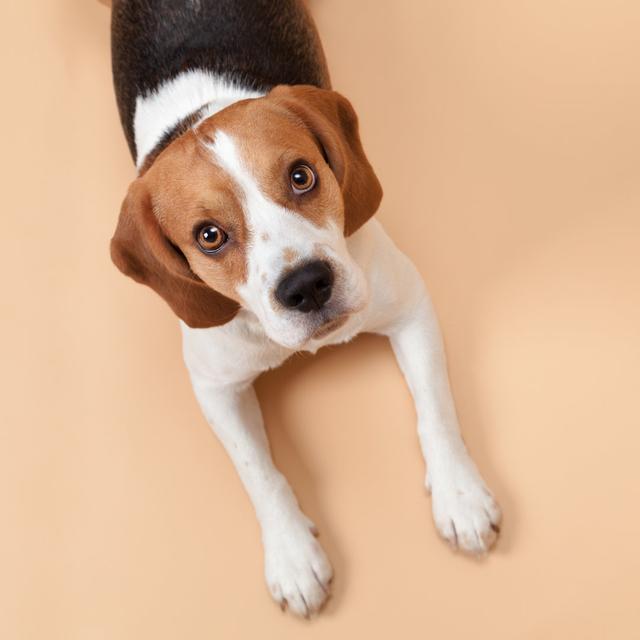 Beagle Isoliert Auf Beigem Hintergrund von Sankai - Leinwand Kunstdrucke ModernMoments on Productcaster.