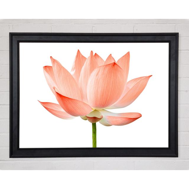 The Peach Flower Beauty Framed Print Ebern Designs Size: 21cm H x 29.7cm W x 1.5cm D on Productcaster.