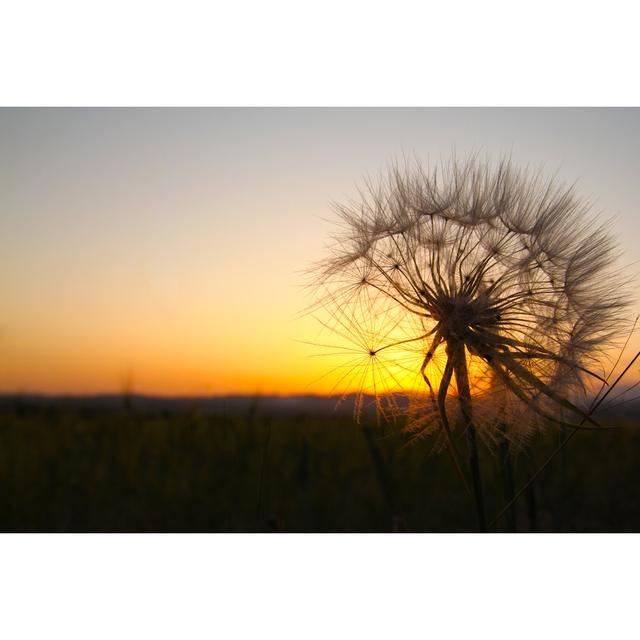 Zerbrechliche Blume im Sonnenuntergang von KaeArt - Druck auf Leinwand ohne Rahmen 17 Stories Größe: 80 cm H x 120 cm B on Productcaster.