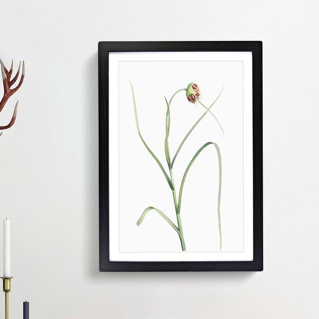 Garlic Flower in Bloom by Pierre-Joseph Redoute - Picture Frame Painting Print East Urban Home Frame Option: Black Framed, Size: 36cm H x 27cm W x 2cm on Productcaster.