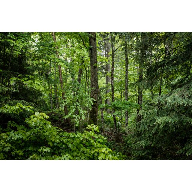 Lush Green Forest by Paul Hartley - Wrapped Canvas Print Alpen Home Size: 61cm H x 91cm W on Productcaster.